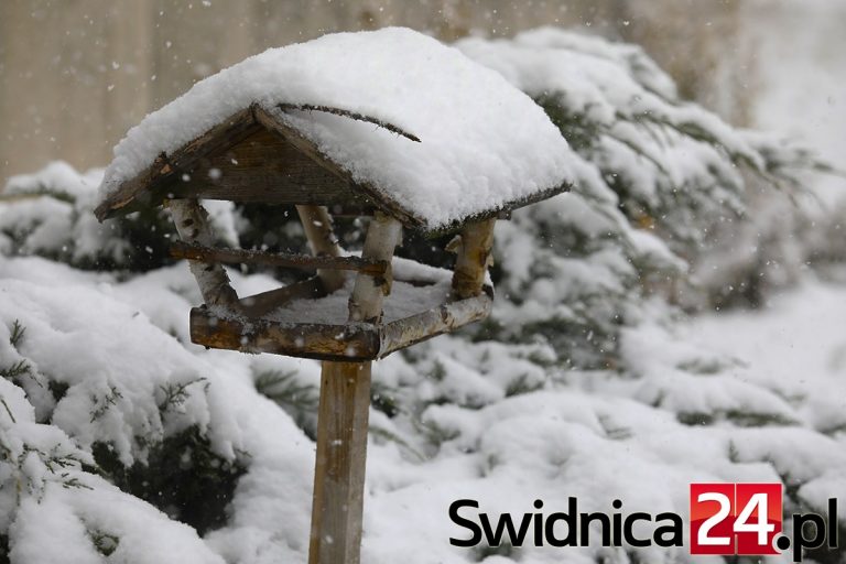Zimowa Świdnica w obiektywie [FOTO]