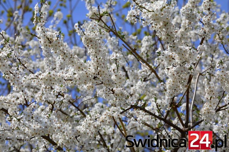 Wiosna rozkwita [FOTO]