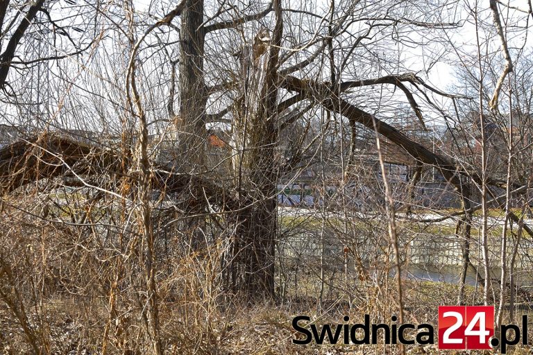 Połamane, zaniedbane. Co dalej z drzewami nad Bystrzycą?