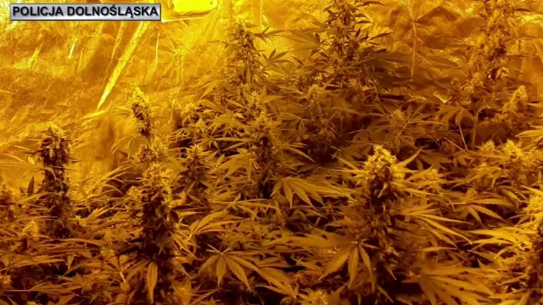 Plantacje konopi indyjskich w dwóch mieszkaniach [FOTO/VIDEO]