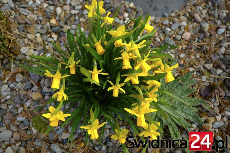 Wiosna kalendarzowa od dzisiaj [FOTO]