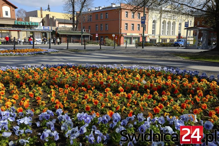 38 tysięcy złotych na wiosenne kwiaty w Świdnicy