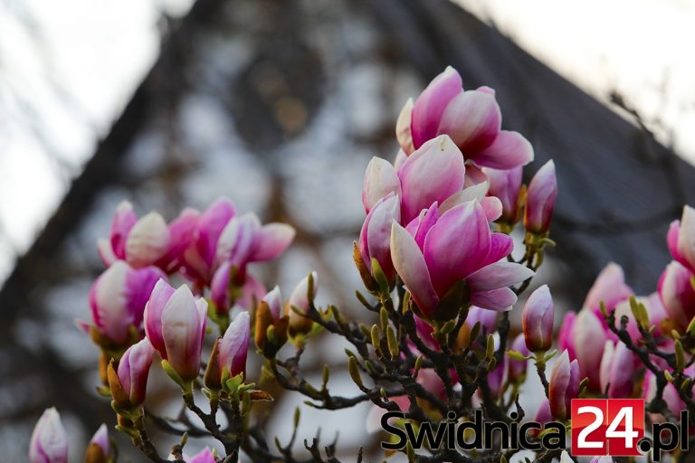 Rozkwitają świdnickie magnolie [FOTO]