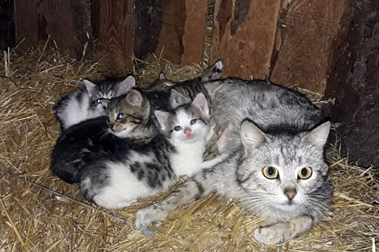 Kociaki ze stodoły czekają na domy