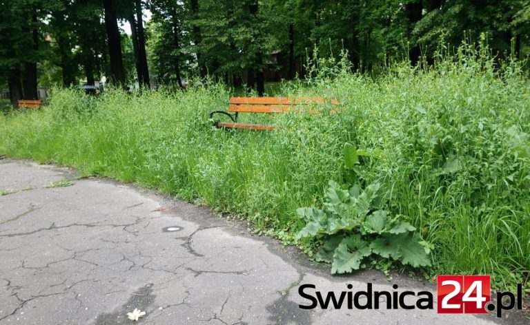 Chaszcze w zrewitalizowanym parku [FOTO]