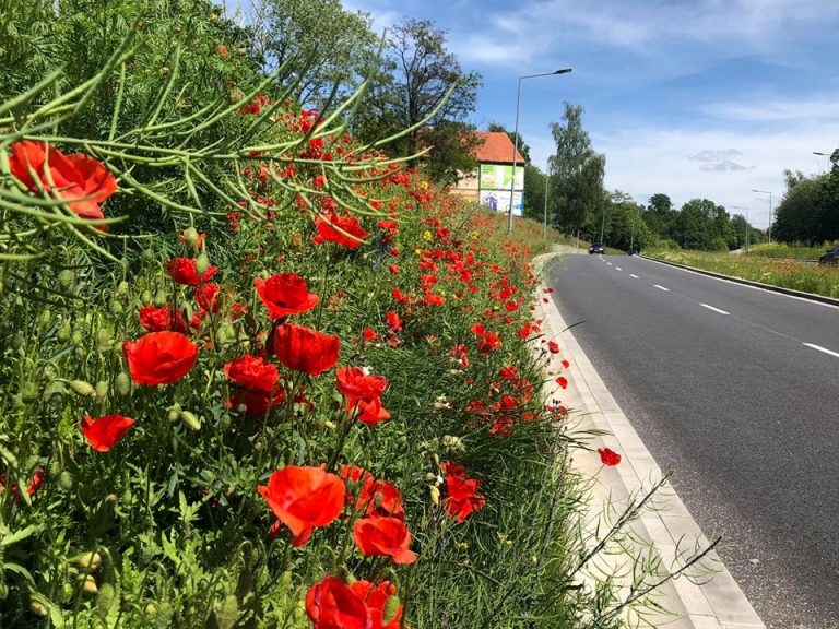 Kolejny apel o kwietne łąki w Świdnicy. W Wałbrzychu już są