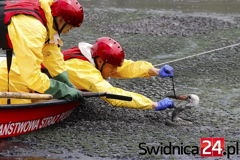 Nietypowa akcja strażaków. Ratują bociana z odstojnika ze ściekami [FOTO/VIDEO] Aktualizacja