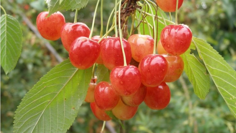 Festiwal „Triennale bonsai” i czereśniowe degustacje w Wojsławicach