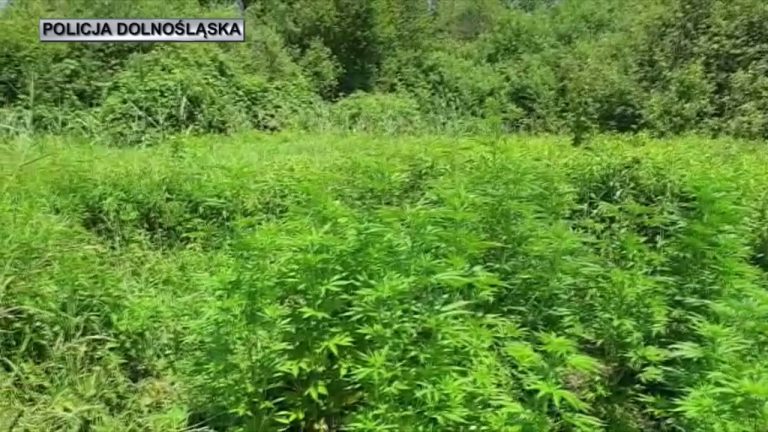 Plantacja marihuany ukryta w lesie [VIDEO]