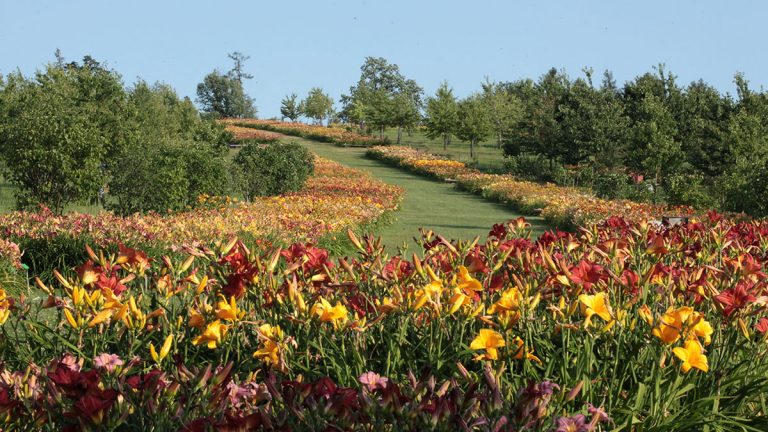 Święto liliowców w wojsławickim Arboretum