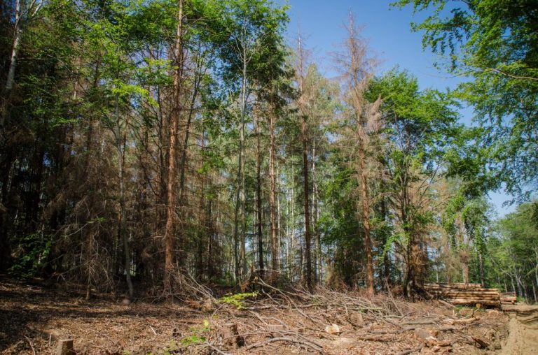 Co dolega naszym lasom? Leśnicy wyjaśniają