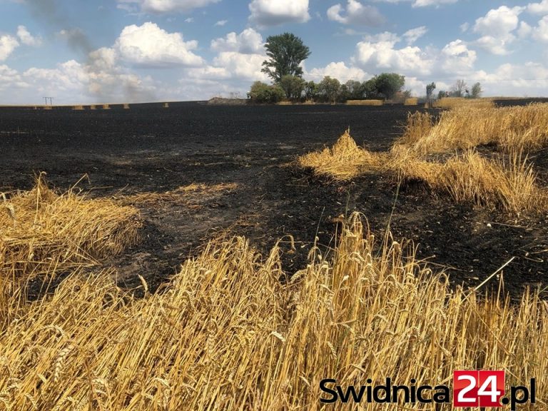 Spłonęło kolejne pole [FOTO]