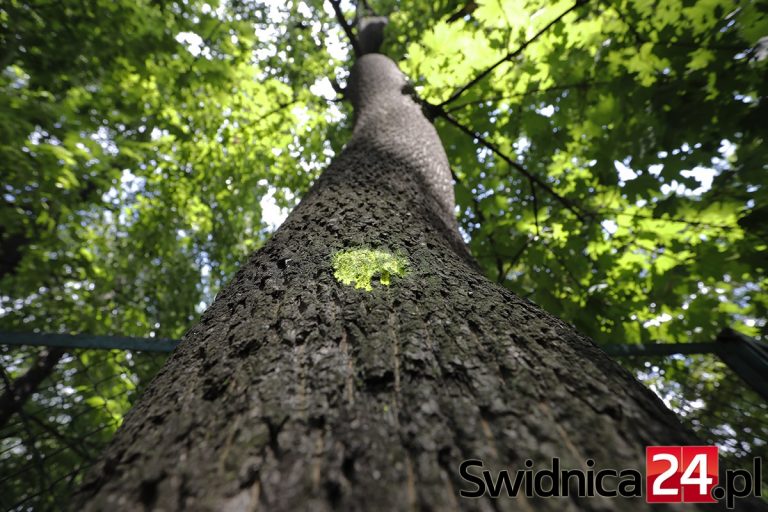 Park Młodzieżowy czeka spora wycinka? Na razie wykonano inwentaryzację