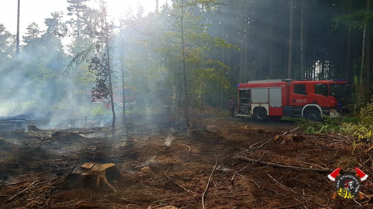 Bezpieczna majówka w lesie. Strażacy i leśnicy apelują o ostrożność