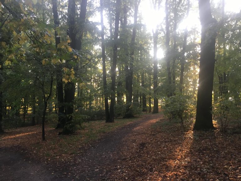 Arborysta i inspektor drzew krytycznie o rewitalizacji świdnickich parków