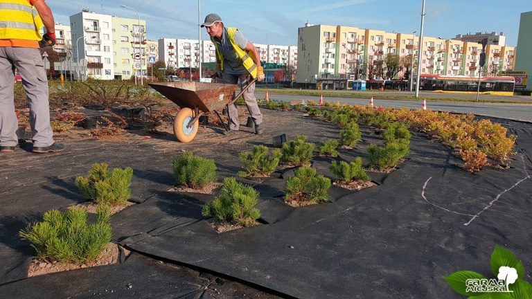 Sosny górskie i czosnek olbrzymi powitają kierowców [FOTO]