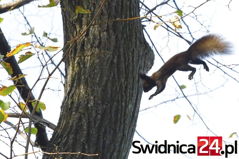 Czy wiewiórki w Parku Młodzieżowym przetrwają? Zamiast debaty o zieleni spotkanie informacyjne