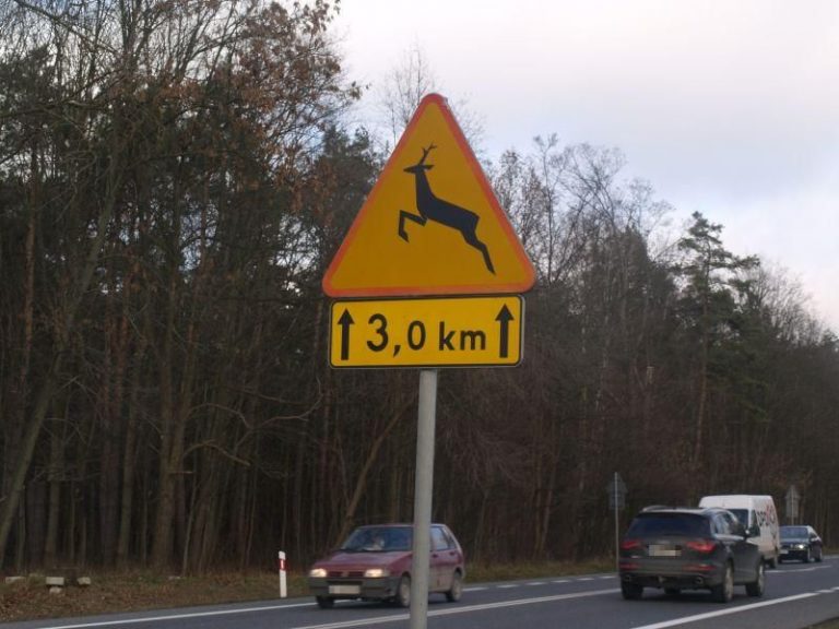 Auto wypadło z drogi po zderzeniu z dzikiem. Policja apeluje o ostrożność