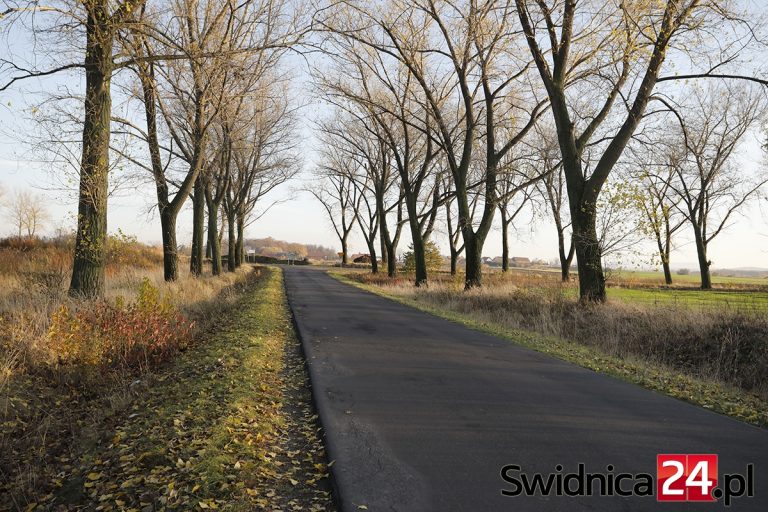 90 przydrożnych drzew do wycinki [FOTO]