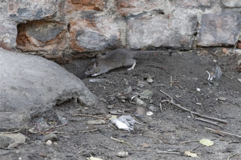 Dadzą radę szczurom?