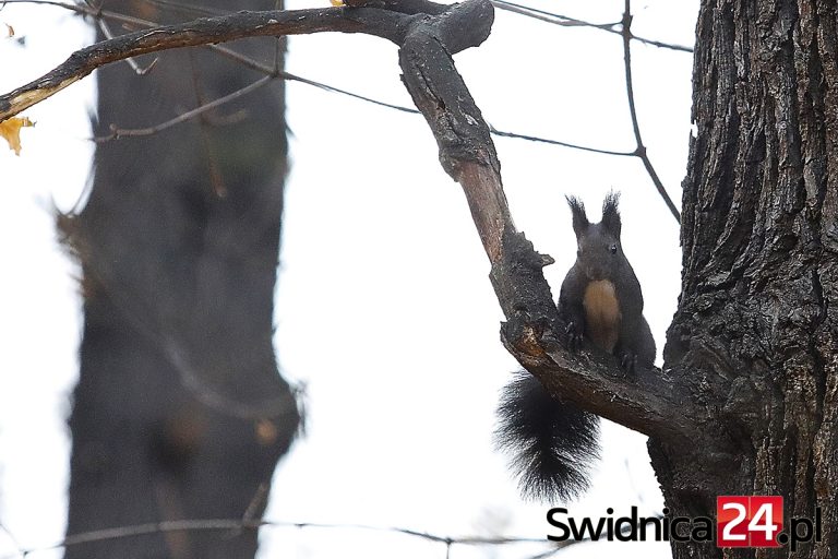 Jesienne harce świdnickich wiewiórek [FOTO]