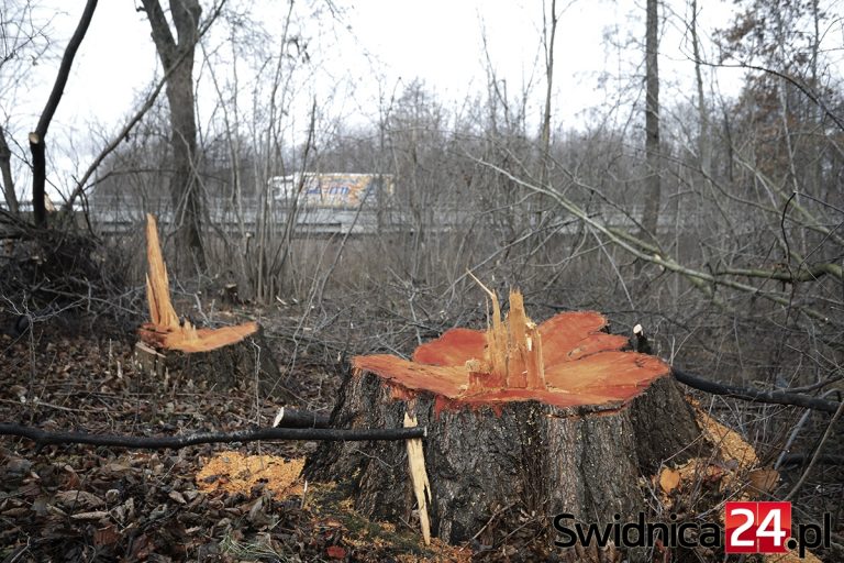 Nielegalna wycinka drzew zdewastowała cenny przyrodniczy obszar [FOTO]