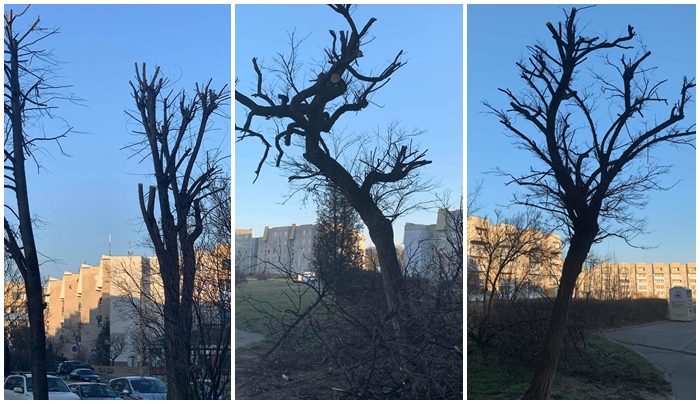 Kolejne ogłowione drzewa w Świdnicy [FOTO]