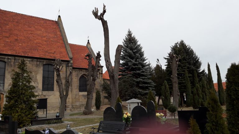 Z okazałych lip zostały kikuty [FOTO]