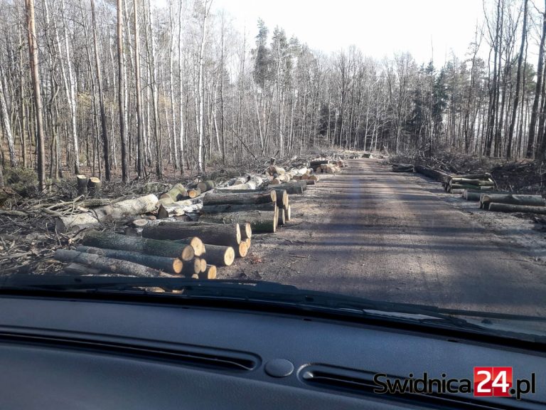 Trwa remont kolejnego odcinka „modliszówki”. Na razie pod topór poszły drzewa [FOTO/VIDEO]