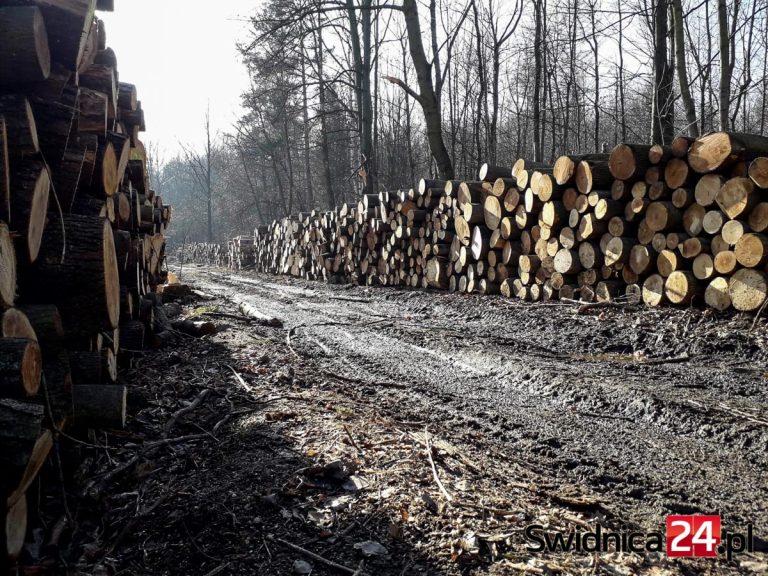 „Zanim wytną Twój las”. Aktywiści przedstawiają planowaną mapę wycinek, leśnicy wyjaśniają