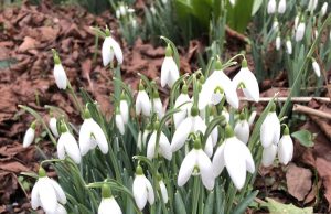 Przebiśniegi, Park Centralny,  5 luty 2020, fot. Brygida Lurka