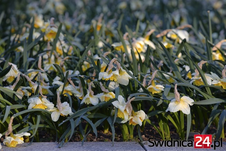 W nocy przymrozki, w święta letnie temperatury