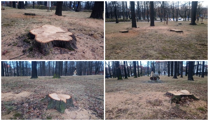 Wycięto blisko 40 drzew ze świdnickich parków