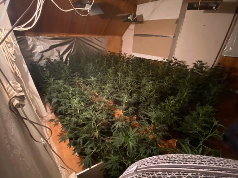Wynajęli domek i urządzili plantację [FOTO]
