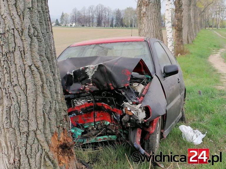 Jazdę zakończył na drzewie [FOTO]