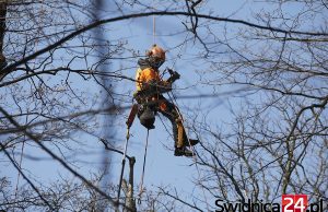 Około 80 drzew do wycinki z powodu złego stanu. Zakończono inwentaryzację świdnickiej zieleni