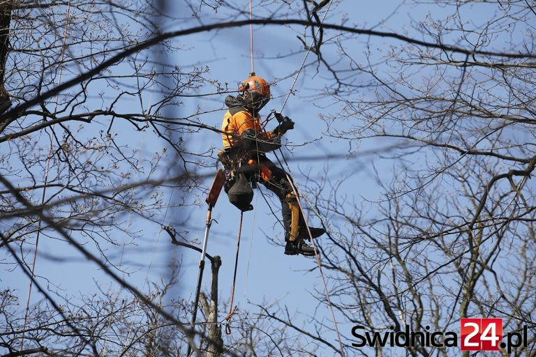 Około 80 drzew do wycinki z powodu złego stanu. Zakończono inwentaryzację świdnickiej zieleni