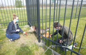 Dzikie zwierzęta w mieście. Jak z nimi postępować?