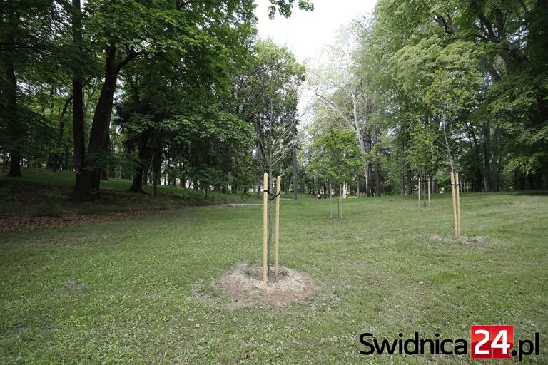 Nowe nasadzenia w miejscu uschniętych drzew w parku Sikorskiego