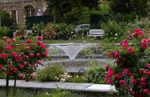 Ogród różany w Świdnicy, fot. Dariusz Nowaczyński