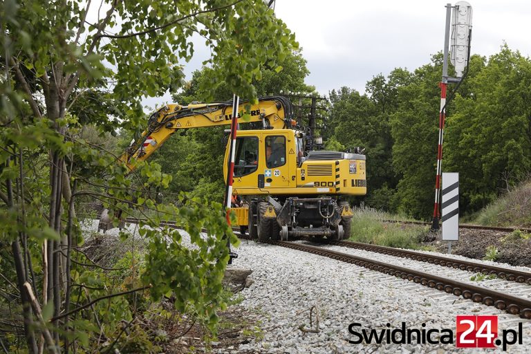 W zamian za wyciętą zieleń przy torach posadzą ponad 350 drzew