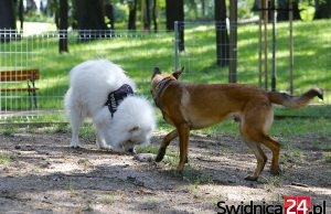 W Świebodzicach powstanie psi plac zabaw? Mieszkańcy zagłosowali
