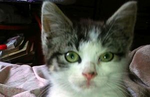 Podrzucona kotka potrzebuje domu