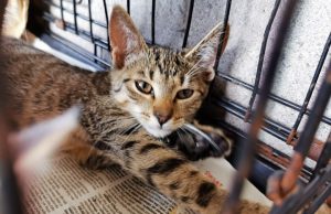 Dziewięć kociaków do adopocji