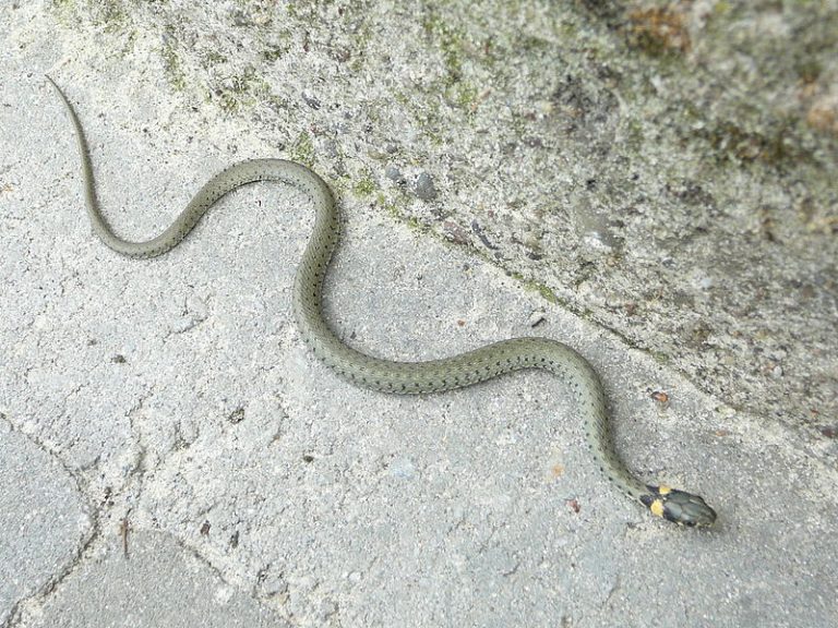 Zaskroniec na szkolnym boisku, tajemniczy wąż za skrzynką elektryczną