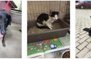 Zaginął psiak albo kociak? Zajrzyj na stronę świdnickiego schroniska