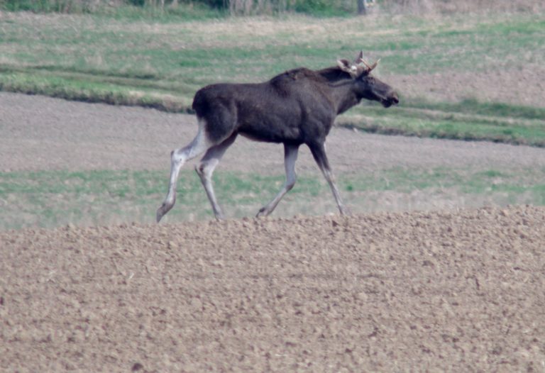 Niecodzienny gość w powiecie świdnickim [FOTO]