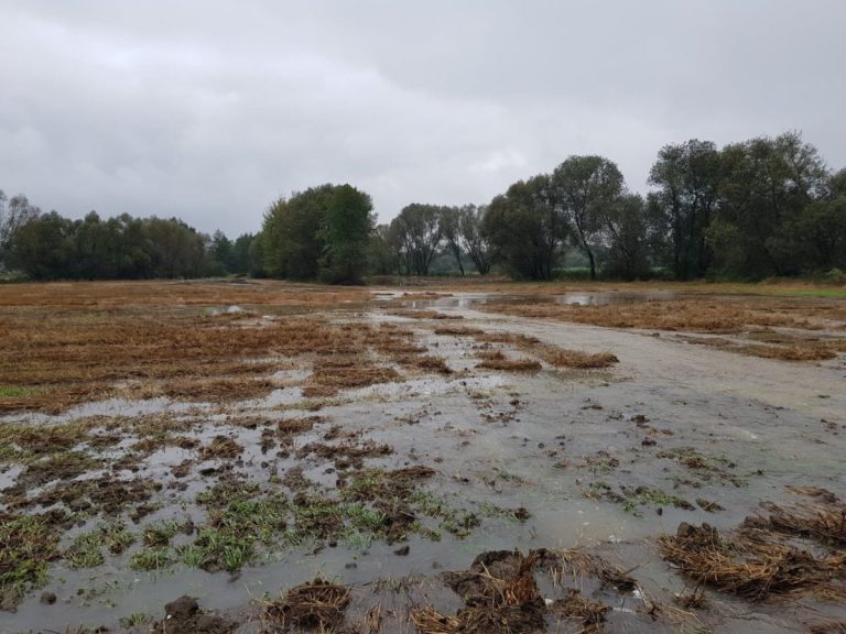Gmina Marcinowice: szacowanie strat w uprawach rolniczych w związku z powodzią