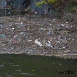 śmieci w jeziorze zagorze 16 10 2020 (2)