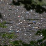 śmieci w jeziorze zagorze 16 10 2020 (5)